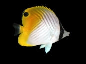 Chaetodon auriga 10-15 cm