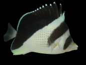 Chaetodon burgessi 5-7 cm