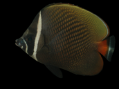 Chaetodon collare M