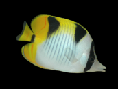 Chaetodon falcula 7-10 cm