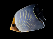 Chaetodon larvatus 7-10cm
