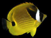 Chaetodon lunula 10-15 cm