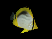Chaetodon melannotus 7-10 cm