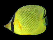 Chaetodon rafflesii 7-10 cm