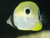 Chaetodon unimaculatus M
