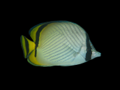 Chaetodon vagabundus 7-10 cm