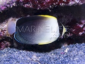 Chaetodontoplus mesoleucus M