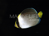 Chaetodontoplus mesoleucus Adulte 8-12 cm