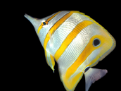 Chelmon rostratus 6-10 cm