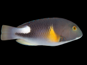 Choerodon anchorago 12-15 cm