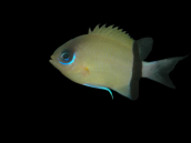 Chromis retrofasciata 2-4cm