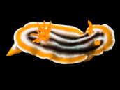 Chromodoris magnifica <6 cm