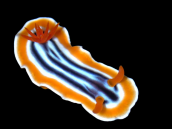 Chromodoris spp. 3-4 cm