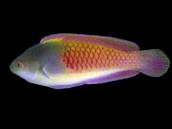 Cirrhilabrus cyanopleura Male M