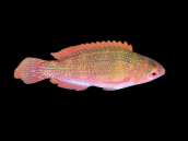 Cirrhilabrus cyanopleura Female S