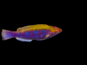 Cirrhilabrus lubbocki M&acirc;le 5-7 cm