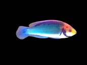 Cirrhilabrus solorensis M&acirc;le 5-6 cm Orange - jaune - bleu - vert