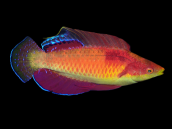 Cirrhilabrus tonozukai M&acirc;le 5-6 cm