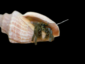 Clibanarius spp. 1-2cm - Lot de 10 Special Nano