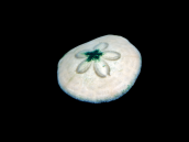 Clypeaster spp. S