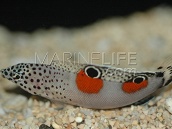 Coris aygula Juvenile M