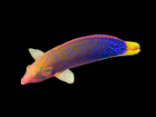 Coris gaimard Adult 8-12 cm