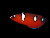 Coris gaimard Juvenile 4-5 cm