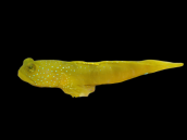 Cryptocentrus cinctus 4-6 cm