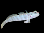 Cryptocentrus leptocephalus 6-8 cm