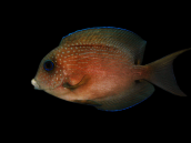 Ctenochaetus binotatus Adult 5-8 cm
