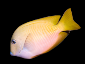 Ctenochaetus cyanocheilus Adult 12-15 cm