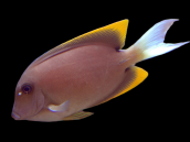 Ctenochaetus tominiensis Adult 8-12 cm