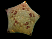 Culcita novaeguinea 15-20 cm