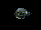 Cypraea annulus 2-3 cm