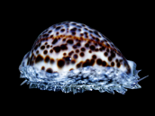 Cypraea tigris 6-10 cm