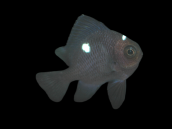 Dascyllus trimaculatus 2-3 cm
