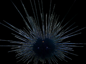 Diadema savignyi M