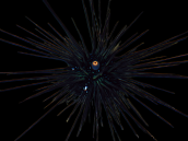 Diadema setosum <3 cm