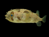 Diodon holocanthus 10-15 cm