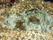 Dolabella auricula M