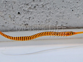 Dunckerocampus pessuliferus M