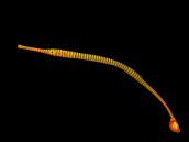 Dunckerocampus pessuliferus 6-10cm