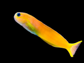Ecsenius midas M