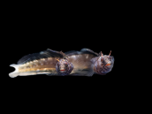 Emblemarias hypacanthus 4-5cm