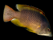 Epibulus insidiator Femelle 12-15 cm Brune