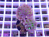 Euphyllia paraancora bicolor 01