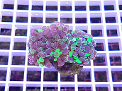 Euphyllia paraancora bicolor 02