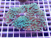 Euphyllia paraancora blue light 01
