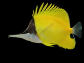 Forcipiger flavissimus 10-15 cm