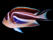Genicanthus bellus Femelle 5-8 cm